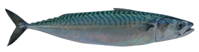 4-Mackerel (Scomber Scombrus)