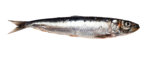 6-sardine